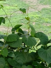 Ipomoea triloba