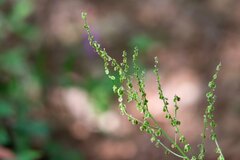 Rumex acetosa
