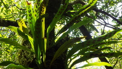 Pleopeltis macrocarpa