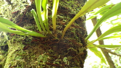 Pleopeltis macrocarpa