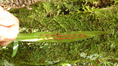 Pleopeltis macrocarpa