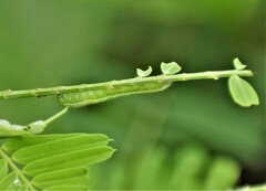 Eurema hecabe