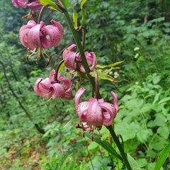 Lilium martagon