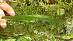 Pleopeltis macrocarpa