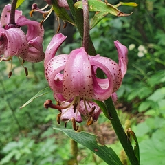 Lilium martagon