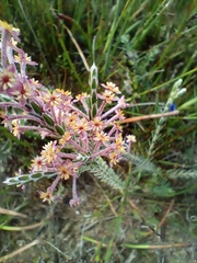 Struthiola ciliata