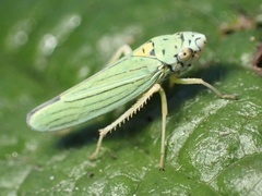 Graphocephala atropunctata