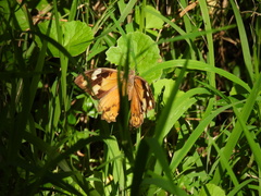 Heteronympha merope
