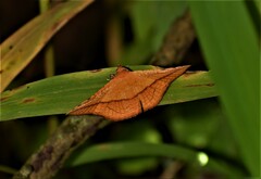 Striglina