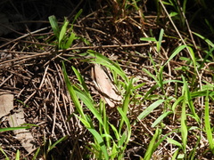 Heteronympha merope