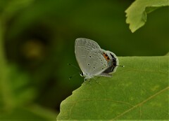 Everes lacturnus