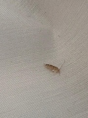 Entomobrya nivalis
