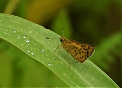 Potanthus pseudomaesa