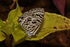 Leptotes plinius