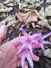 Colchicum