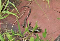 Eutropis carinata