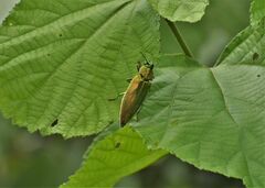 Chrysochroa unidentata
