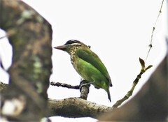 Psilopogon viridis