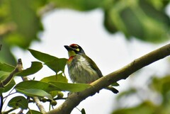 Psilopogon haemacephalus