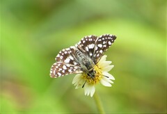 Spialia galba