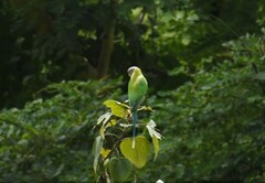 Psittacula cyanocephala