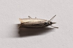 Chrysoteuchia culmella
