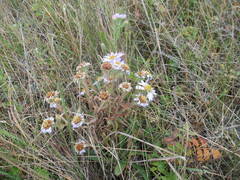 Aster biennis
