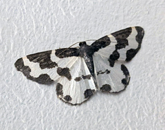Lomaspilis marginata