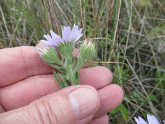 Aster biennis