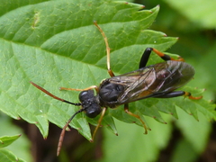 Siobla jucunda