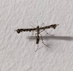 Amblyptilia punctidactyla