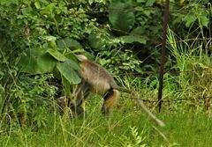 Semnopithecus entellus