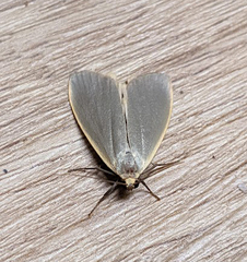 Eilema griseola