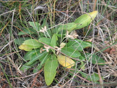 Viola gmeliniana
