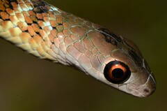 Philothamnus mayombensis