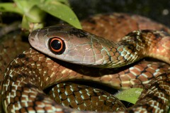 Philothamnus mayombensis