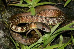 Philothamnus mayombensis