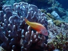 Paracirrhites forsteri