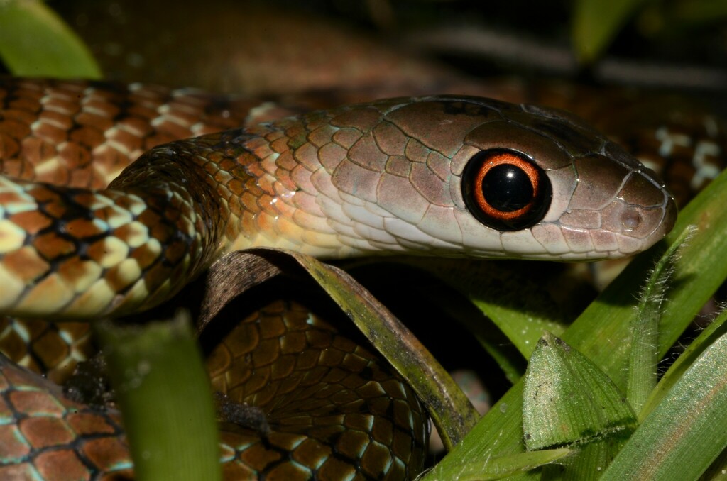 Mayombe Bush Snake