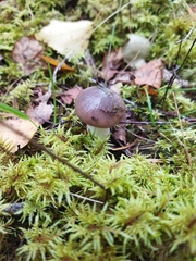 Gomphidius glutinosus