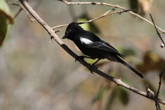 Melaniparus niger ravidus