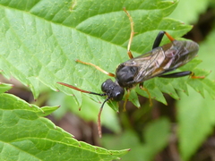 Siobla jucunda