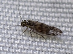 Elipsocidae