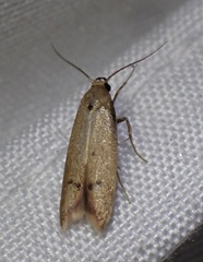 Tachystola hemisema
