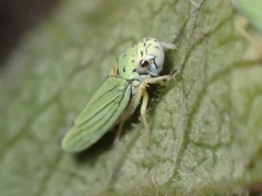 Graphocephala atropunctata