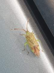 Pantilius tunicatus
