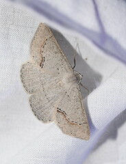 Nearcha dasyzona