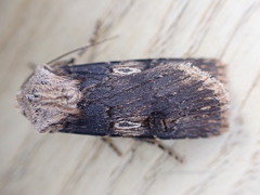 Agrotis puta