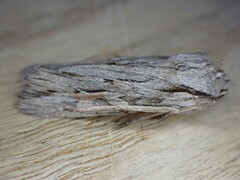 Lithophane leautieri