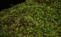 Homalothecium sericeum
